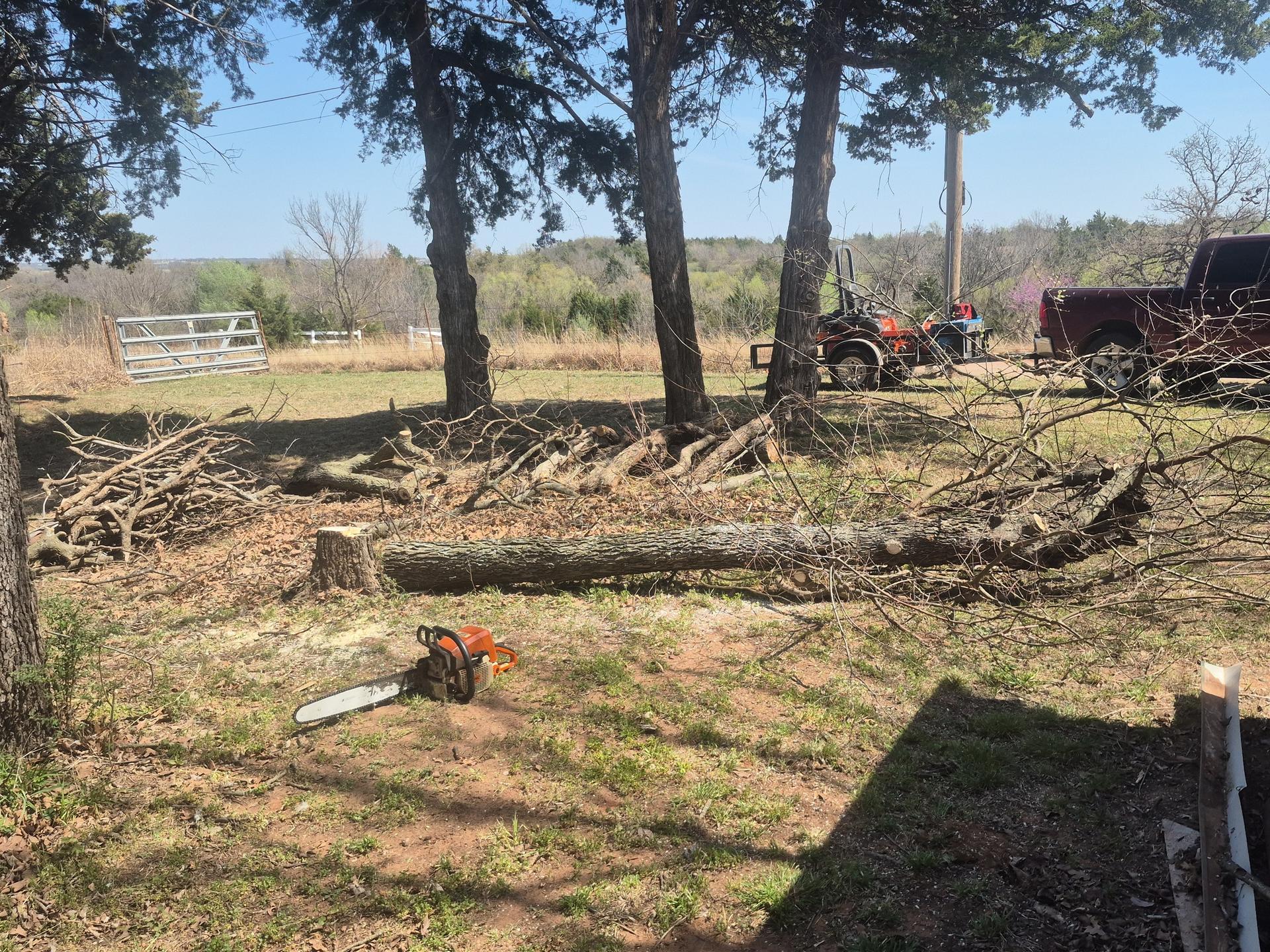 Tree Cleanup