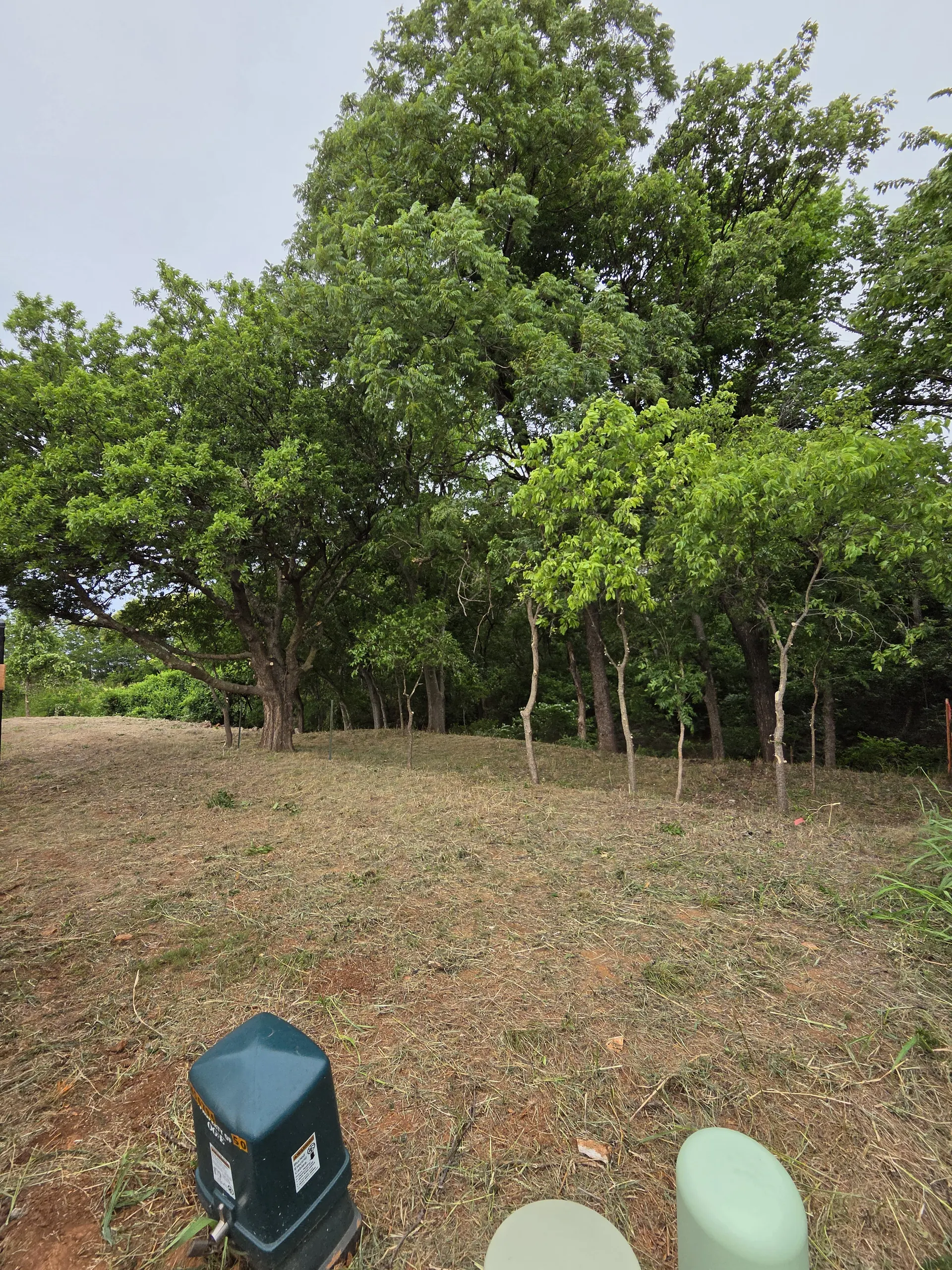Tree and Brush Cleanup